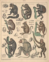 Abbildungen zu Oken’s Allgemeiner Naturgeschichte für alle Stände Pl.142 (1841)