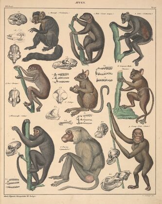 Abbildungen zu Oken’s Allgemeiner Naturgeschichte für alle Stände Pl.142 (1841)