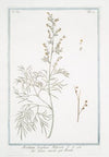 Absinthium Seriphium Belgicum – Asenso murale – Abisinthe. (Wormwood)