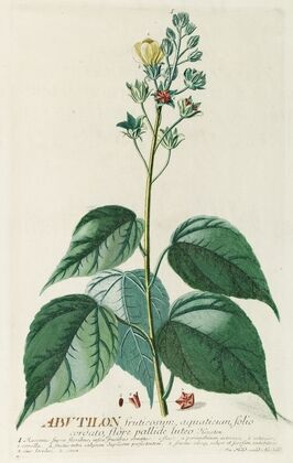 Abutilon