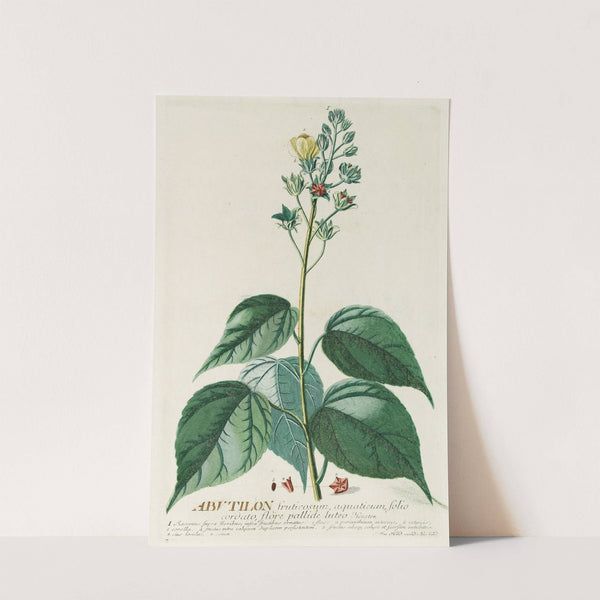 Abutilon by Georg Dionysius Ehret