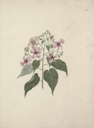 Abutilon longicuspe A. Rich. (Abutilon)