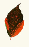 Acalypha Tricolor (1867-1870)