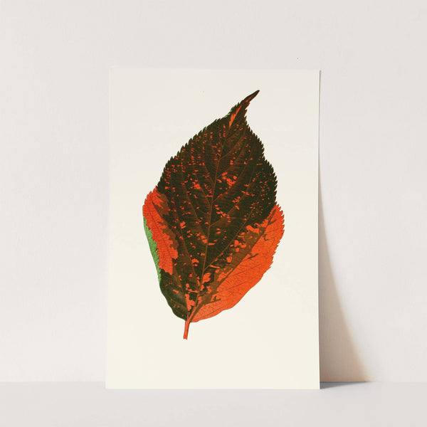 Acalypha Tricolor (1867-1870) by Edward Joseph Lowe