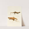 Acanthodactylus Capensis by Sir Andrew Smith