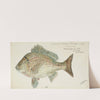 Acanthopagrus butcheri (Tas): Black bream (1868) by Frank Edward Clarke