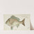 Acanthopagrus butcheri (Tas): Black bream (1868) by Frank Edward Clarke