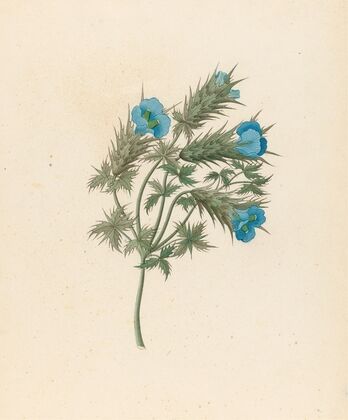 Acanthus carduifolia [Blepharis sinuata] — size preview