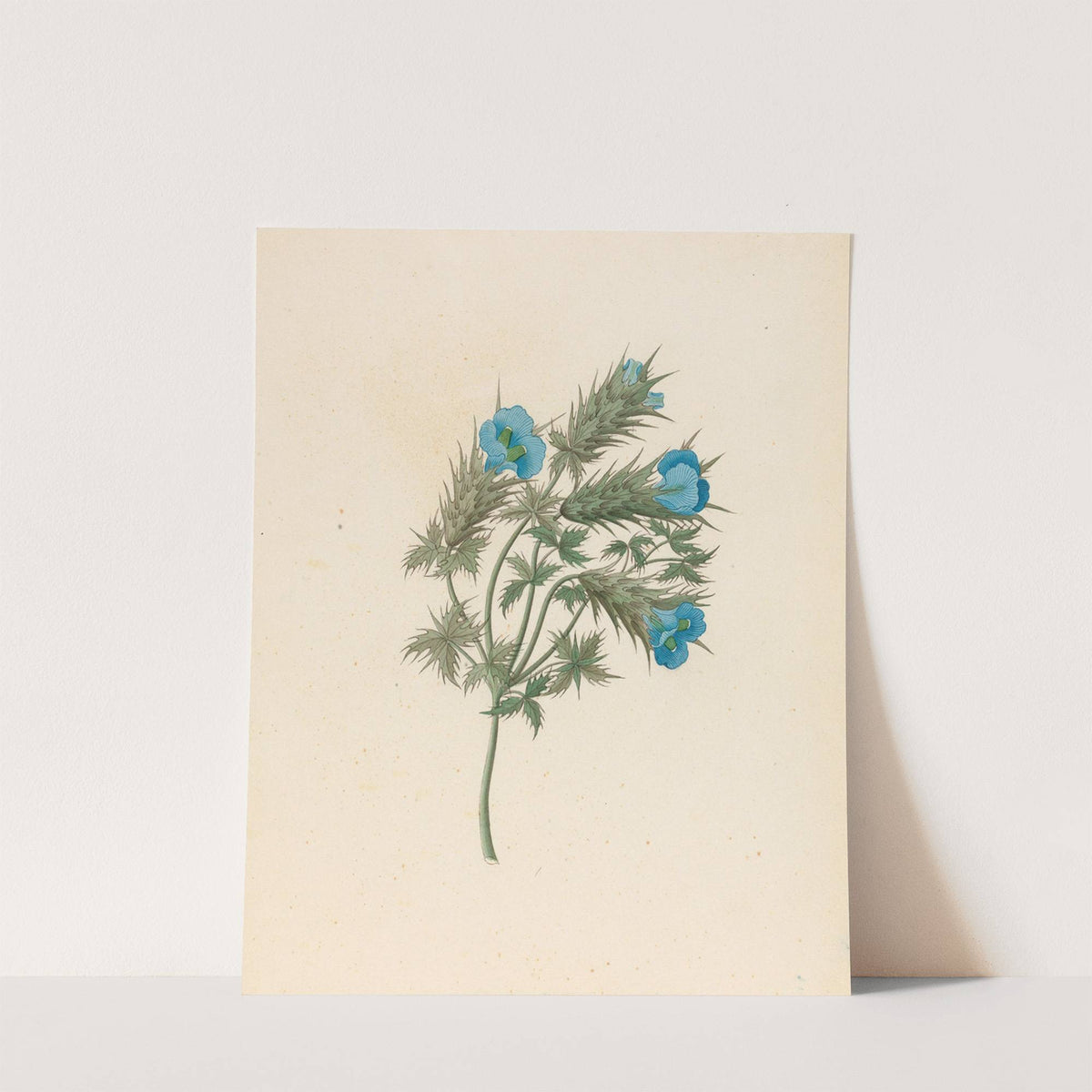 Acanthus carduifolia [Blepharis sinuata] by Clemenz Heinrich Wehdemann