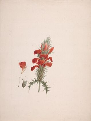 Acanthus Sennii Chiov.