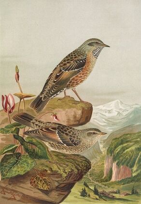 Accentor collaris