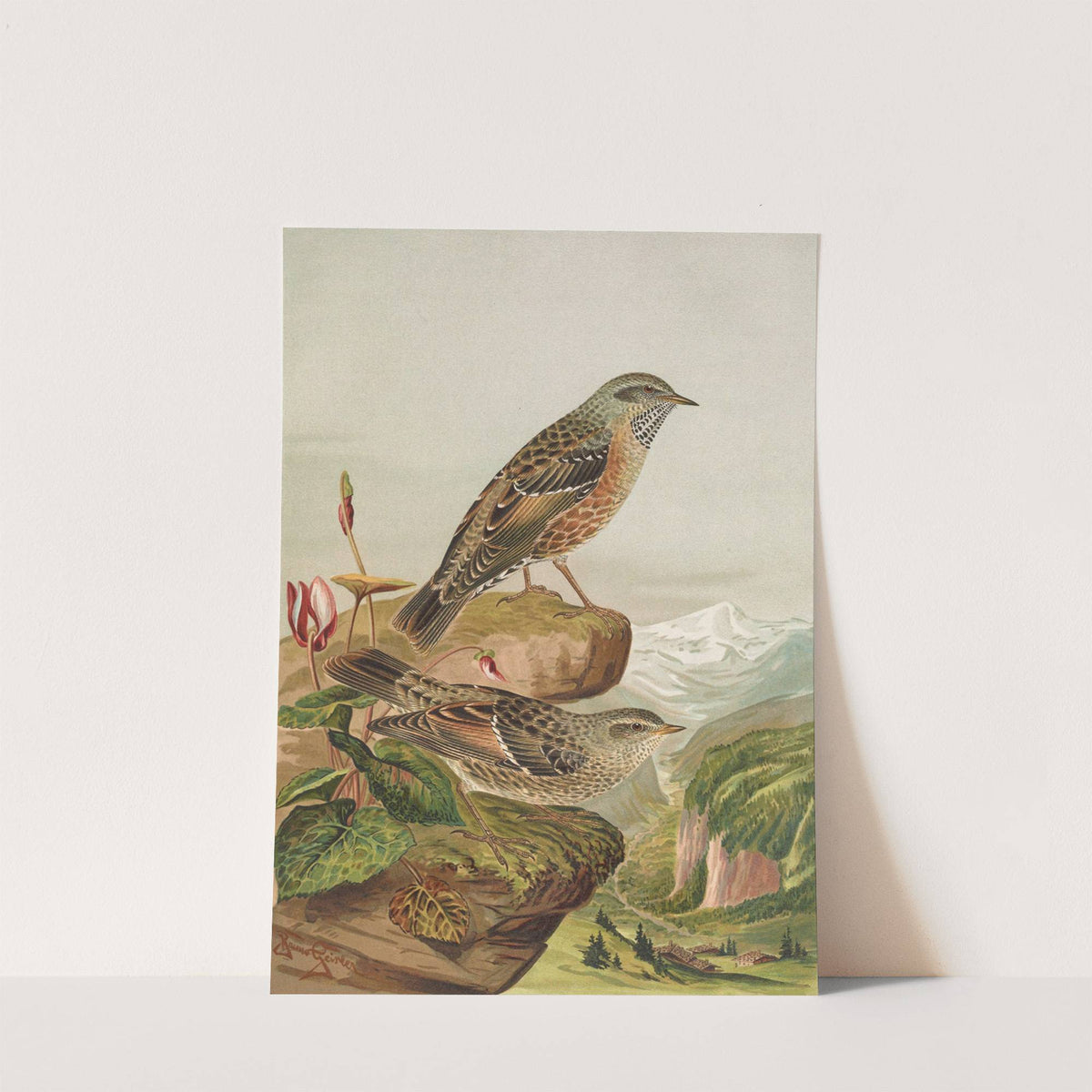 Accentor collaris by Johann Friedrich Naumann