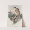 Accipiter nisis. Sparrow-Hawk. (1862-1873) by John Gould