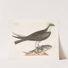 Accipiter Piscatorius, The Fishing Hawk. by Mark Catesby