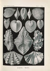 Acephala. – Muscheln