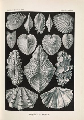 Acephala. – Muscheln