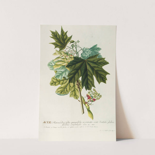 Acer III by Georg Dionysius Ehret