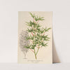 Acer palmatum crispum by Charles Antoine Lemaire