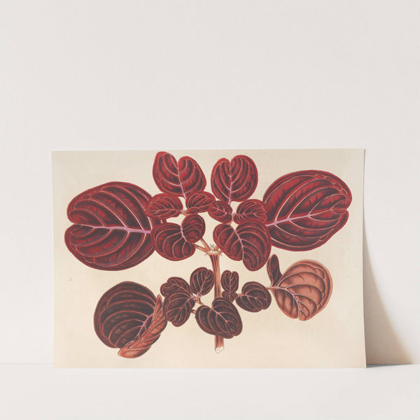 Achyranthes Verschaffeltii (1854-1896) by Charles Antoine Lemaire