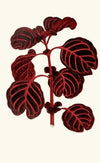 Achyranthes Verschaffeltii
