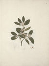 Acokanthera schimperi (DC) Schweinfurth