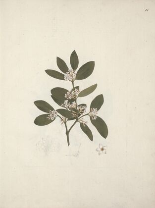 Acokanthera schimperi (DC) Schweinfurth