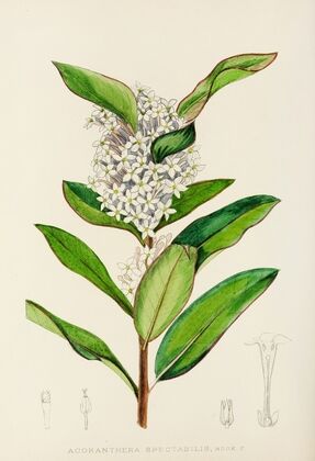 Acokanthera Spectabilis