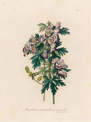 Aconitum intermedium versicolor (1818-1824)