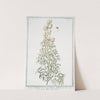 Aconitum salutiferum - Aconitum Anthora - Aconito, Anthora - Aconit. (Yellow monkshood, Pyrenees monkshood) by Giorgio Bonelli