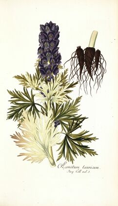 Aconitum tauricum