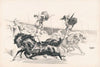 Acrobats on horseback (1900)