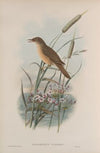 Acrocephalus turdoïdes. Thrush-Warbler. (1862-1873)