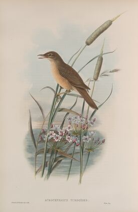 Acrocephalus turdoïdes. Thrush-Warbler. (1862-1873)