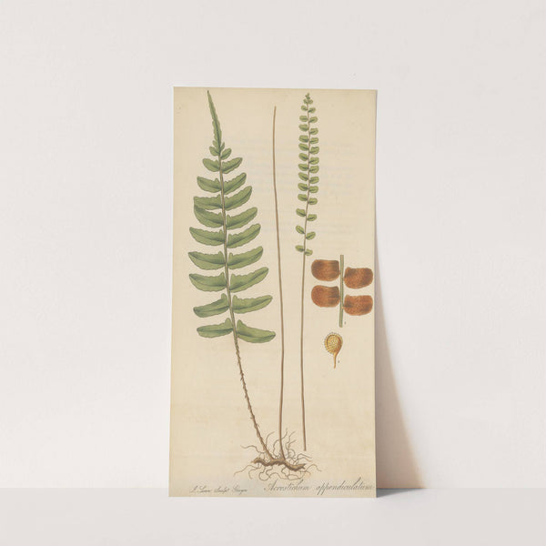 Acrostichum appendiculatum (1823) by William Jackson Hooker