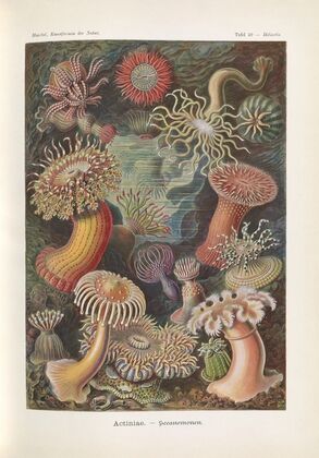 Actiniae. – Seeanemonen