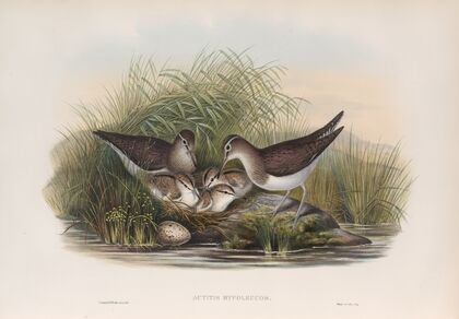 Actitis hypoleucos. Summer Snipe. (1862-1873)