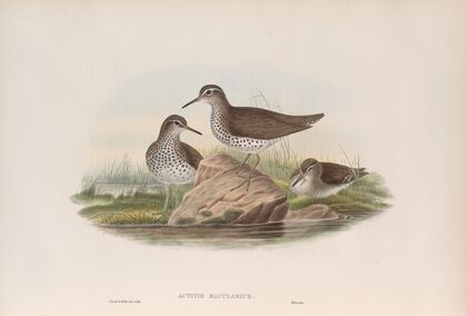 Actitis macularius. Spotted Sandpiper. (1862-1873)