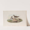 Actitis macularius. Spotted Sandpiper. (1862-1873) by John Gould