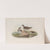 Actitis macularius. Spotted Sandpiper. (1862-1873) by John Gould