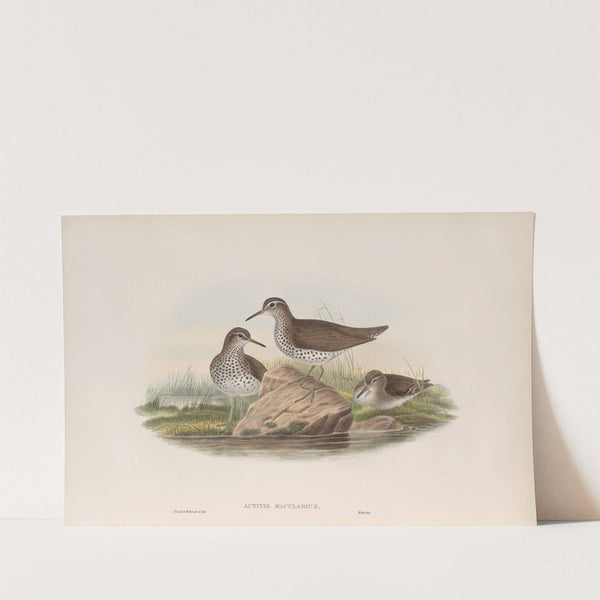 Actitis macularius. Spotted Sandpiper. (1862-1873) by John Gould