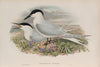 Actochelidon cantiaca. Sandwich Tern. (1862-1873)
