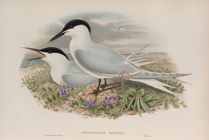Actochelidon cantiaca. Sandwich Tern. (1862-1873)