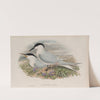 Actochelidon cantiaca. Sandwich Tern. (1862-1873) by John Gould