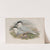 Actochelidon cantiaca. Sandwich Tern. (1862-1873) by John Gould