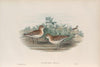 Actodromas minuta. Little Stint. (1862-1873)