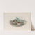 Actodromas minuta. Little Stint. (1862-1873) by John Gould