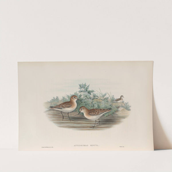 Actodromas minuta. Little Stint. (1862-1873) by John Gould