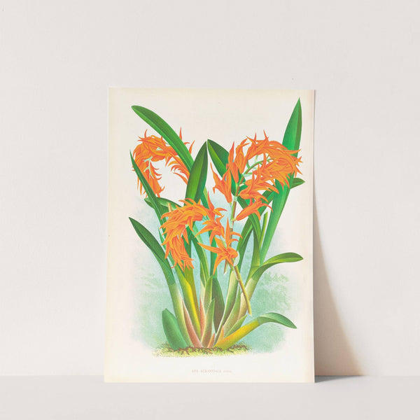 Ada aurantiaca by Jean Jules Linden