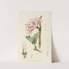 Adenium Multiflorum by Illtyd Buller Pole-Evans