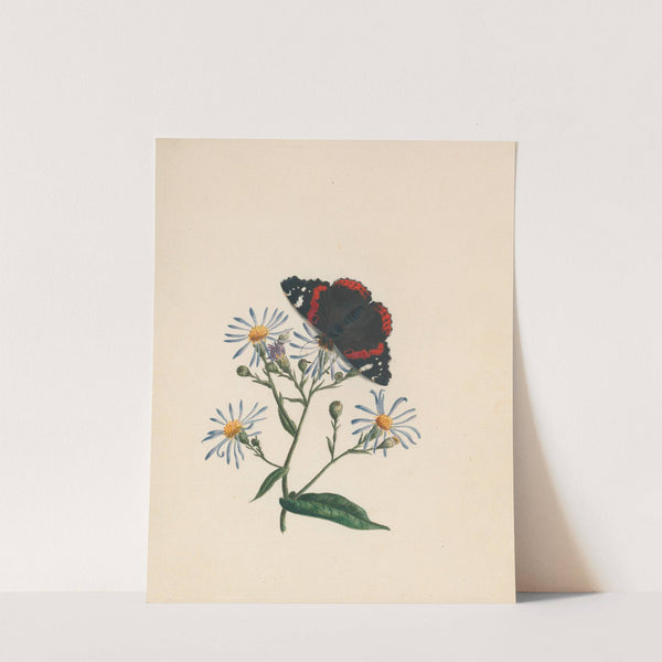 Admiral butterfly, &#038; aster &#8211; or michs. [michaelmas] daisy (1789) by R. B. F.